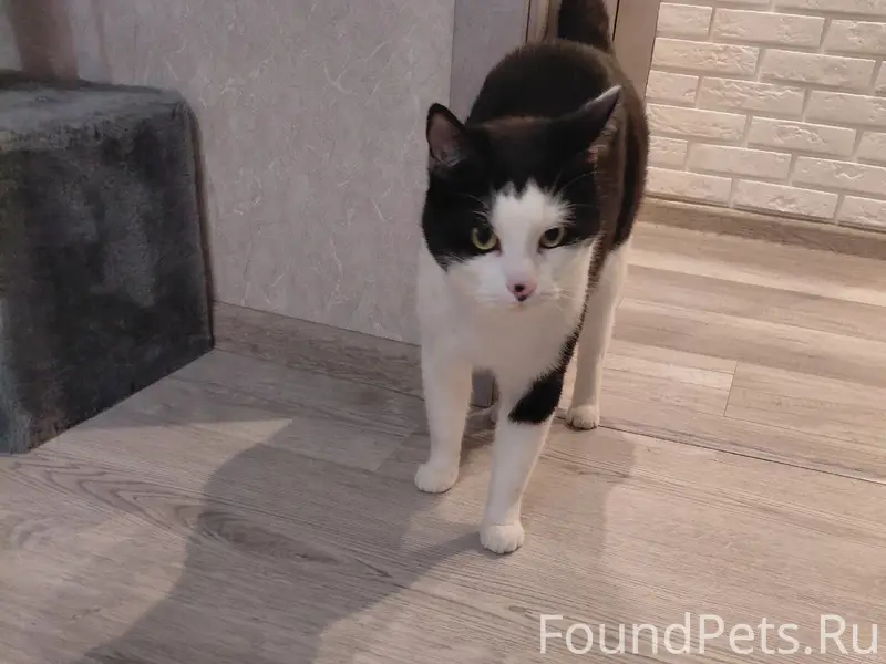 Пропал кот Томас, 40 лет Победы