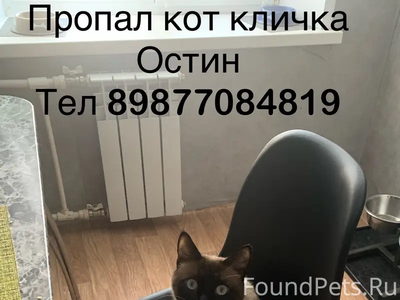 Пропал кот, ул. Подольских Курсантов