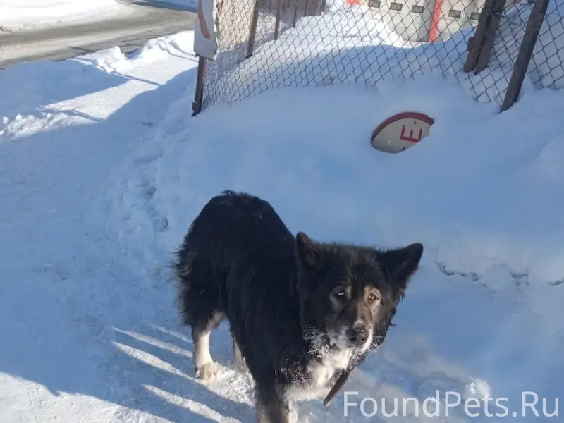Пропал крупный кобель Мишаня, Екатеринбург, Втузгородок