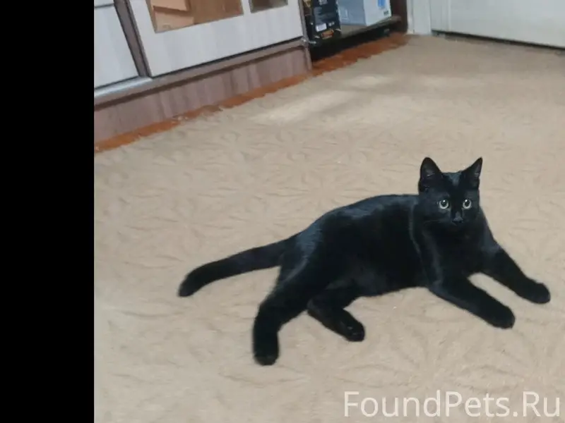 Пропал кот Салем, Лев Толстого 15