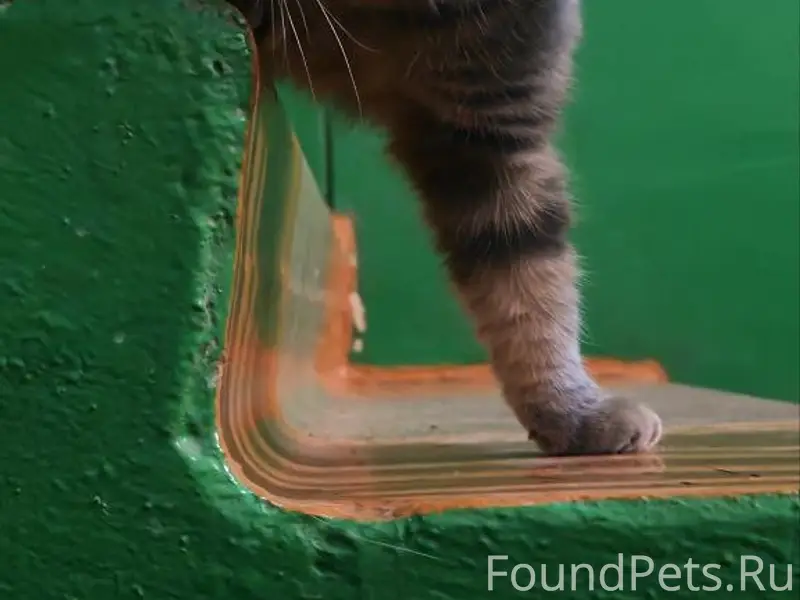 Найден породистый кот, пр-кт Гагарина