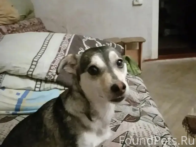 Пропал пёс Бим, Пролетарская