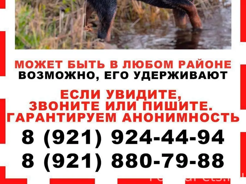 Пропал австралийский хилер Вальдес, Калининский район