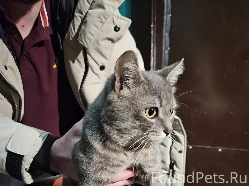 Найден кот, Заводская