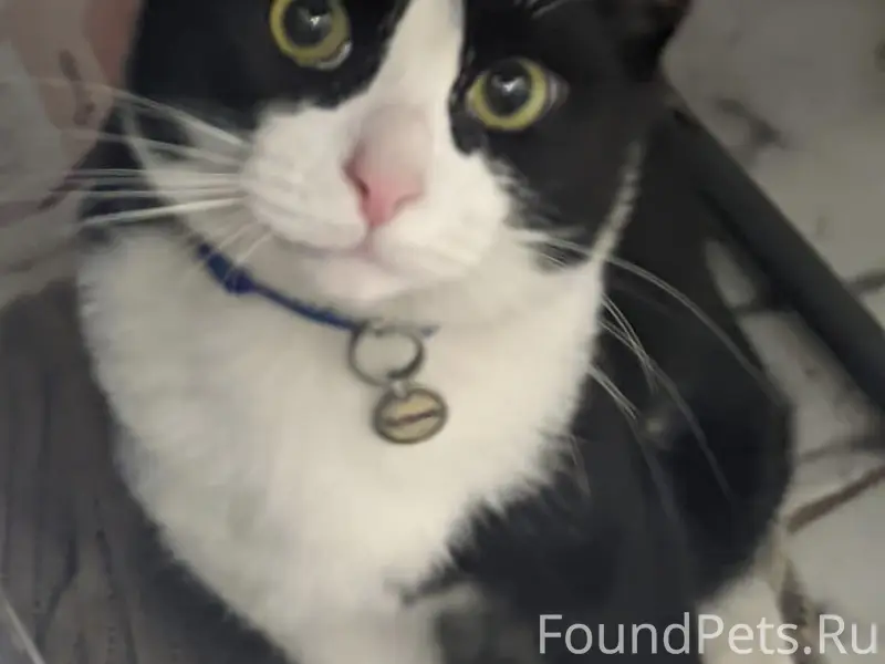 Пропал кот Кузя, район Гагарина