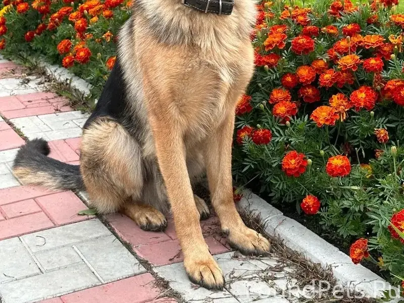 Пропала собака Брайт, микрорайон динас