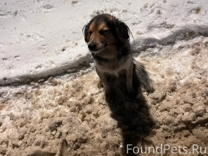 Пропала собака, около Кукольного Театра