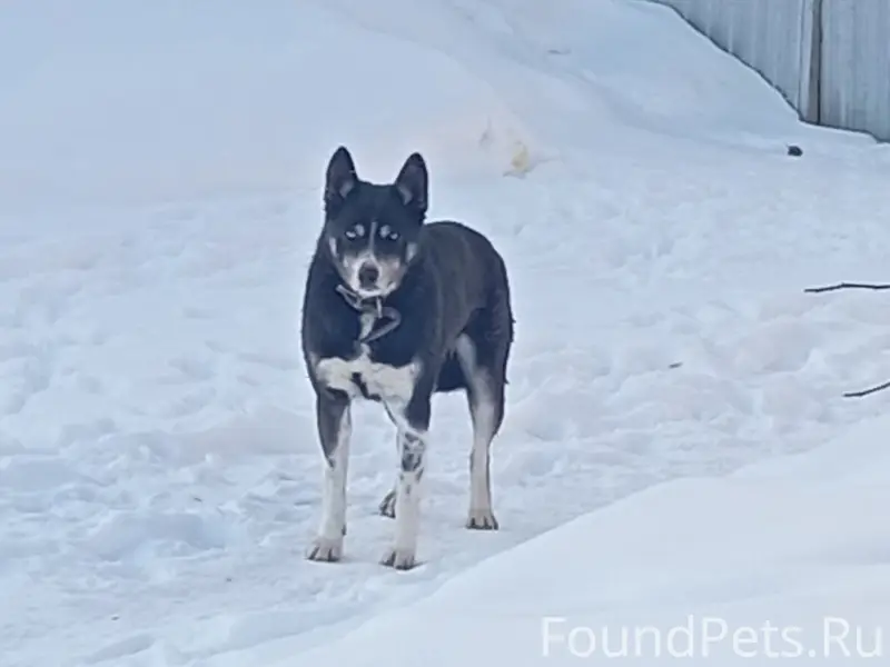 Найден метис хаски, во дворе