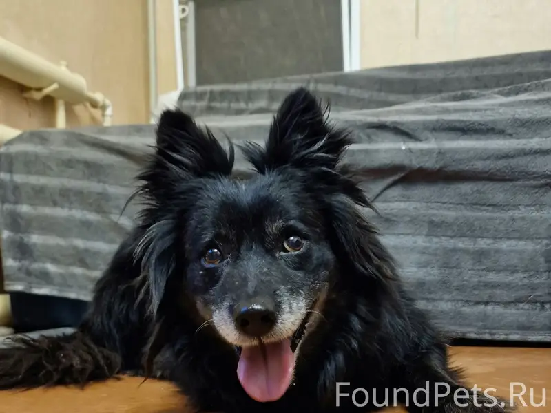 Пропала собака, Юго-Восточный микрорайон