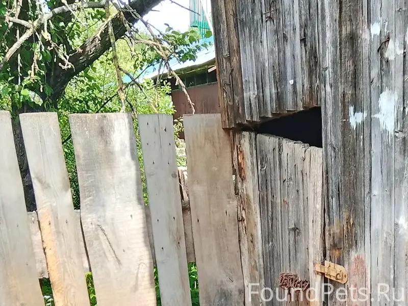 Пропал Яшка, район магазина Пегас