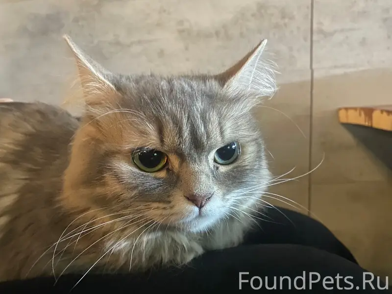 Найдена кошка, Сормовский район