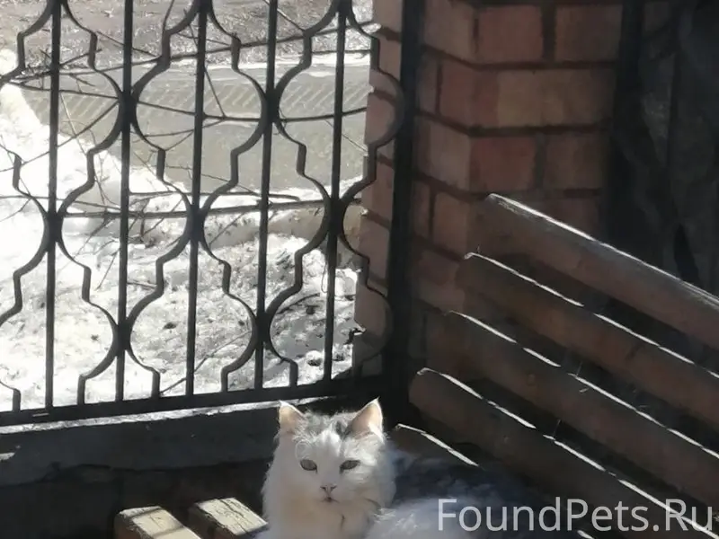 Пропал кот Вася, ул. Пионерская