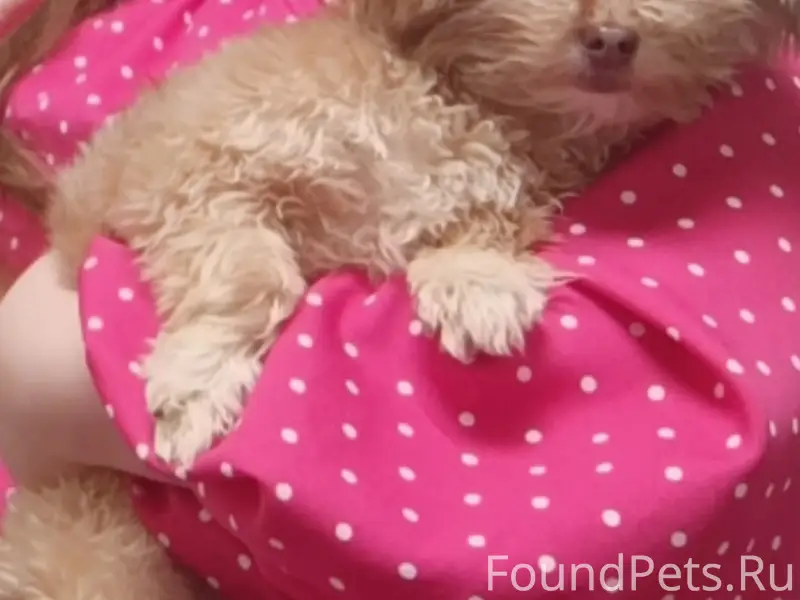 Пропала собака Фи фи