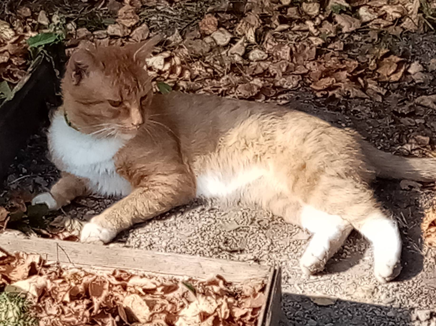 Пропал рыжий с белым кот в районе СНТ солнечный 1, Переславский район.