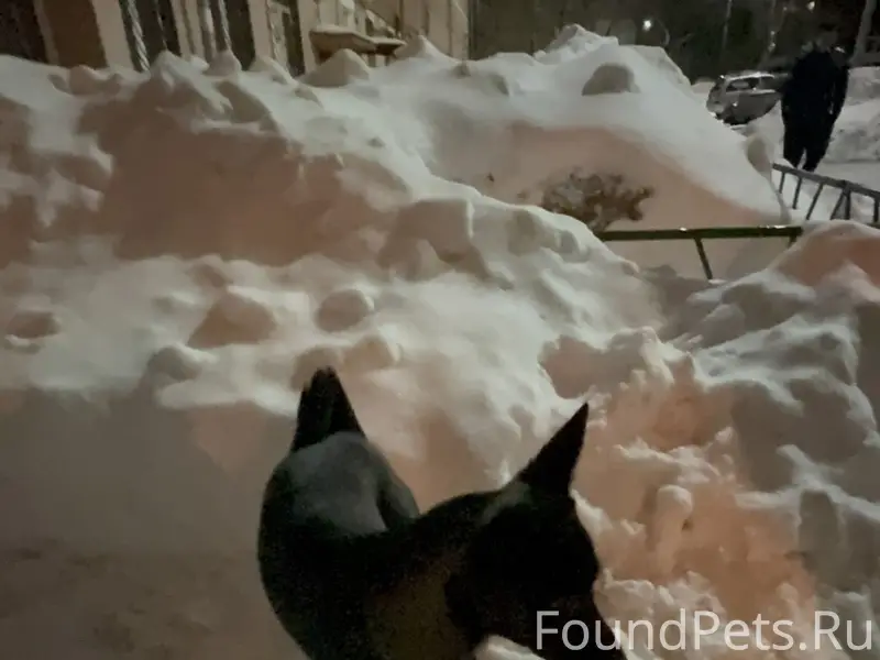 Пропал щенок, чёрный с белыми пятнами, ул. Металлургов