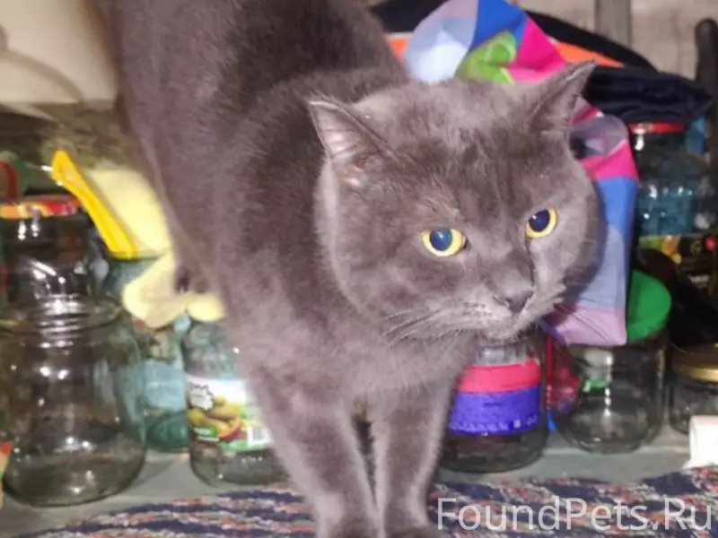 Найден серый кот (похож на шотландца), Подпорожье
