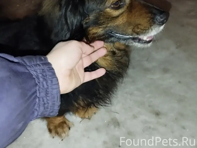 Найден тип собака, Москва, Домодедово