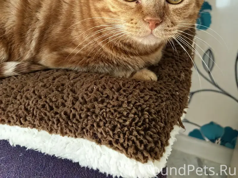 Пропал кот, Московский район