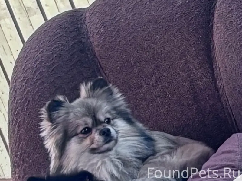 Пропала собака Кася, микрорайон, улица Тимирязева