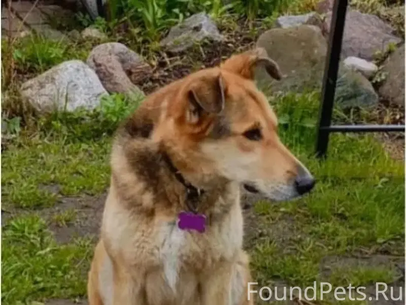 Пропала собака, Липовая гора