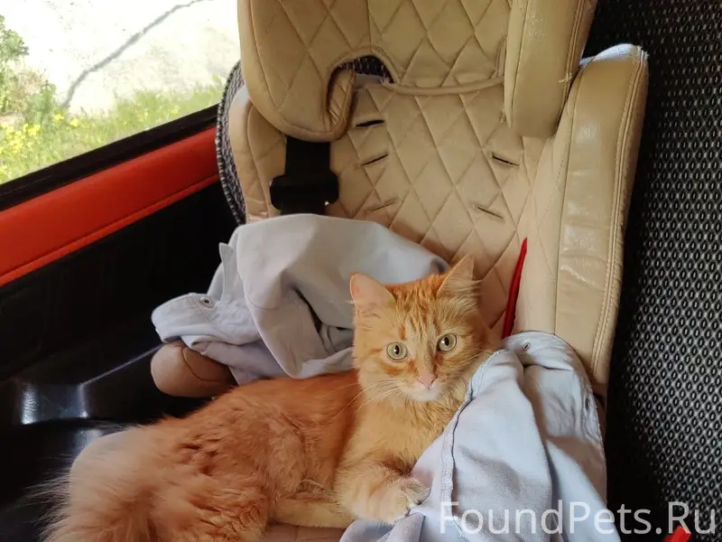 Пропала кошка, 23 солнечная