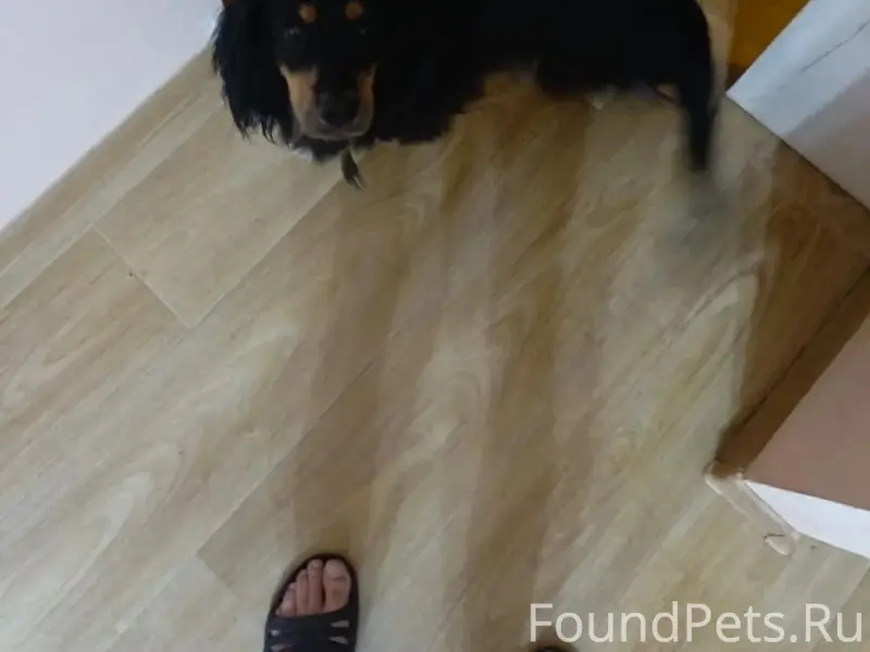 Пропал пёс Дик, Бакалея