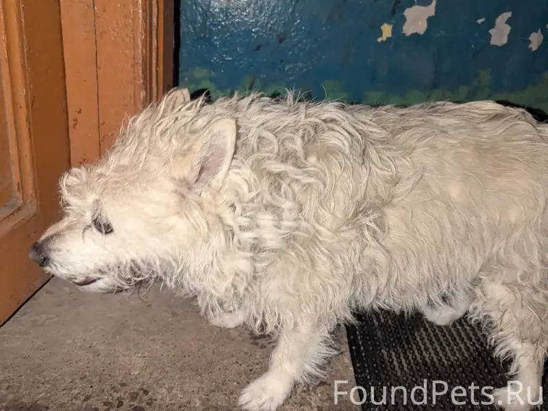 Найден пёс, [место] Садовая 10, Гидроторф