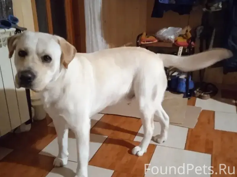 Пропал лабрадор Граф, палевый окрас