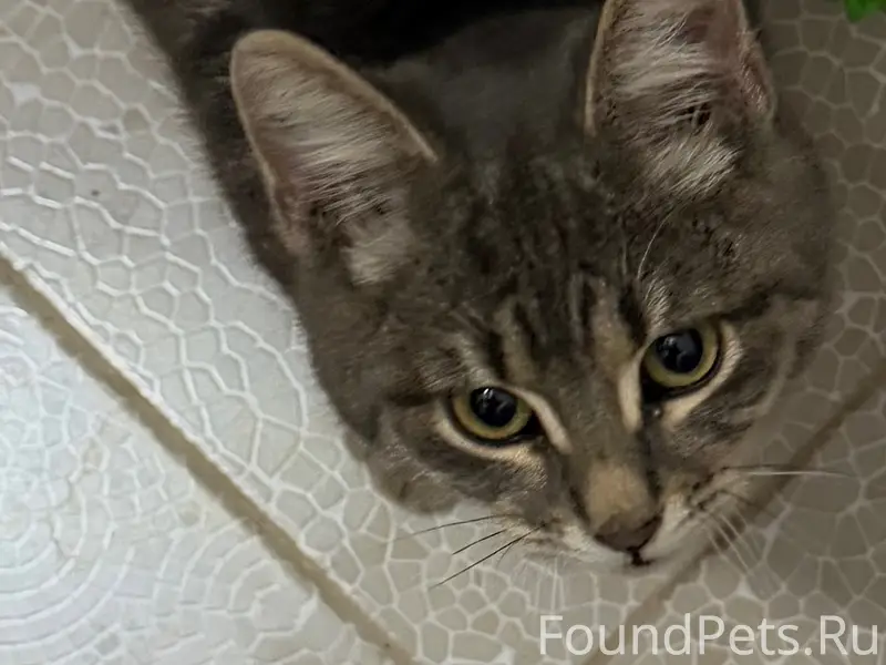 Найдена кошка, Симферополь