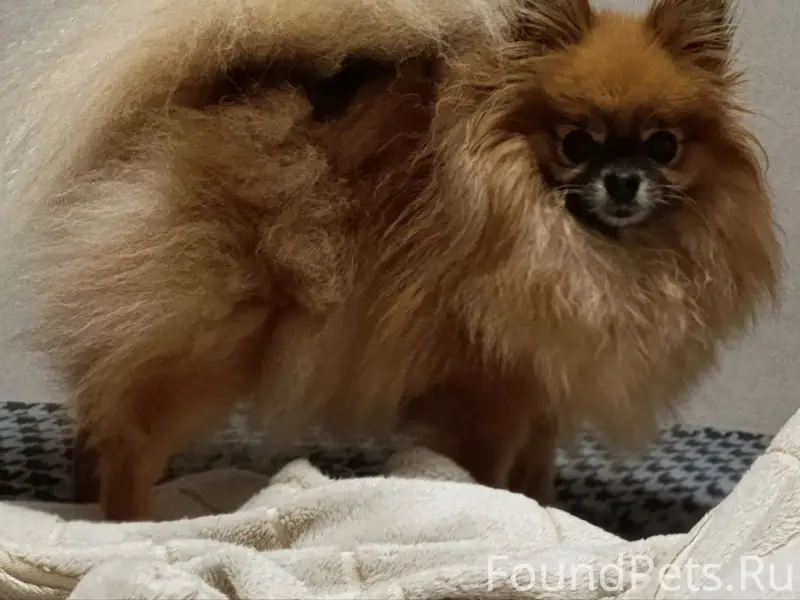 Пропала собака, Росташи