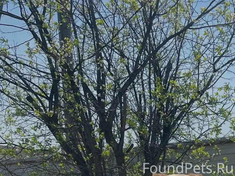 Пропал кобель, хромает