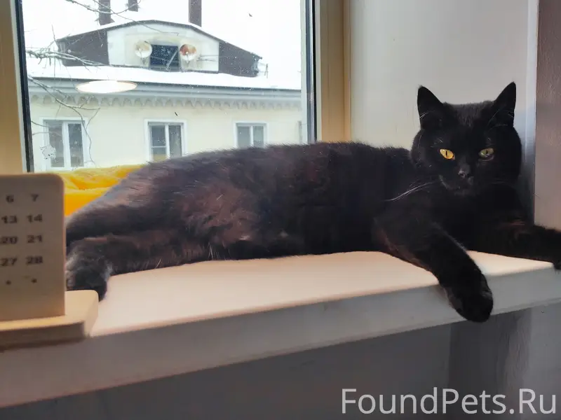 Пропал кот Василий, район нлмк