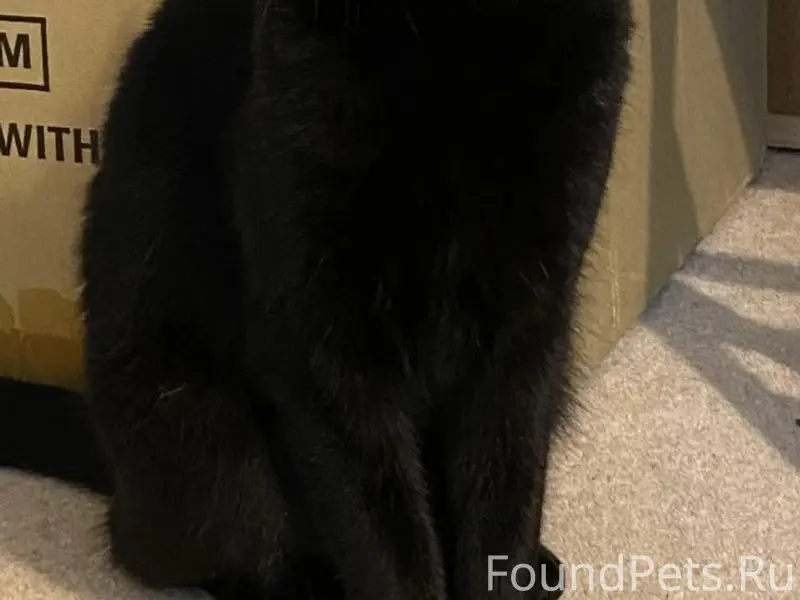 Пропал кот Барсик, переулок Покровский