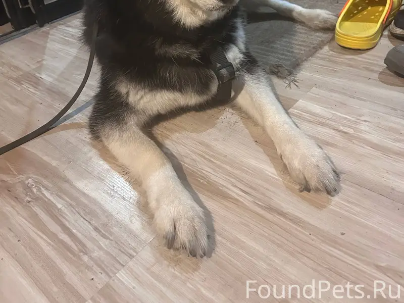 Найдена собака, район автовокзала