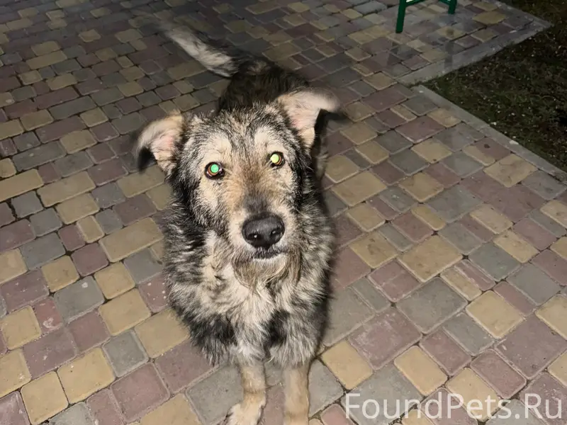 Найден кобель, Севастополь, ул. Горпищенко