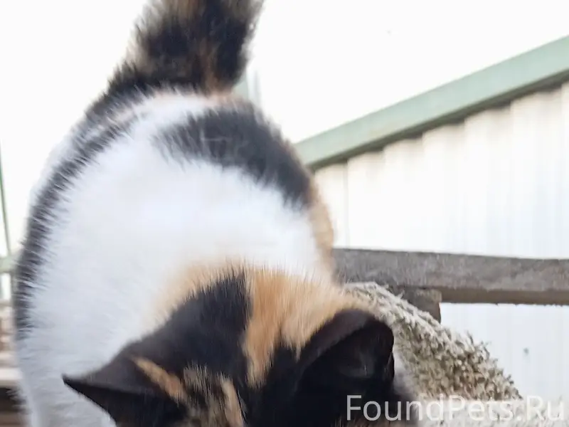 Найдена кошка, район ул. Г. Мельника