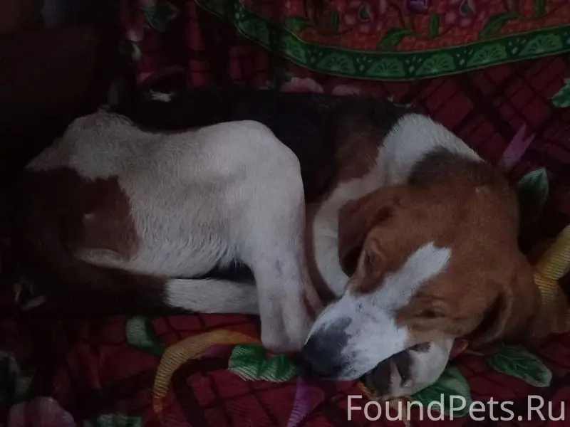 Пропала собака, звоните 89674744527