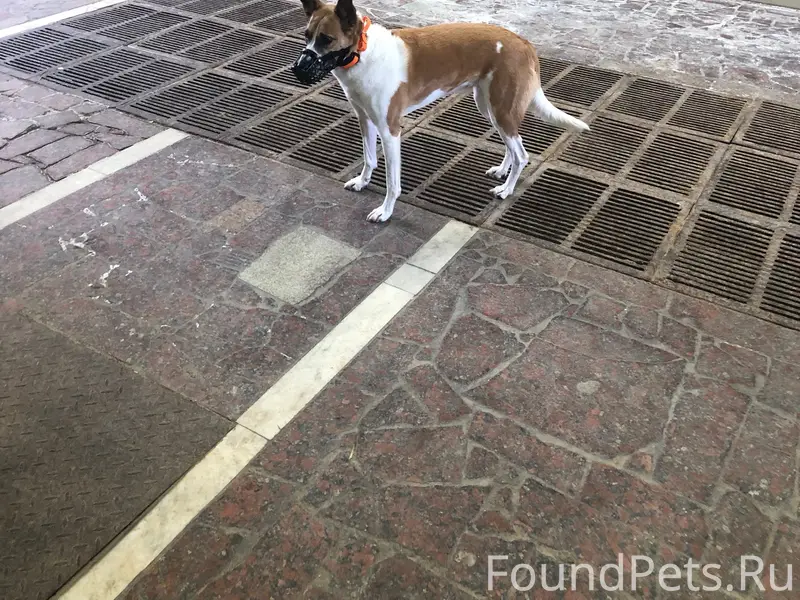 Пропала собака, Волгоград