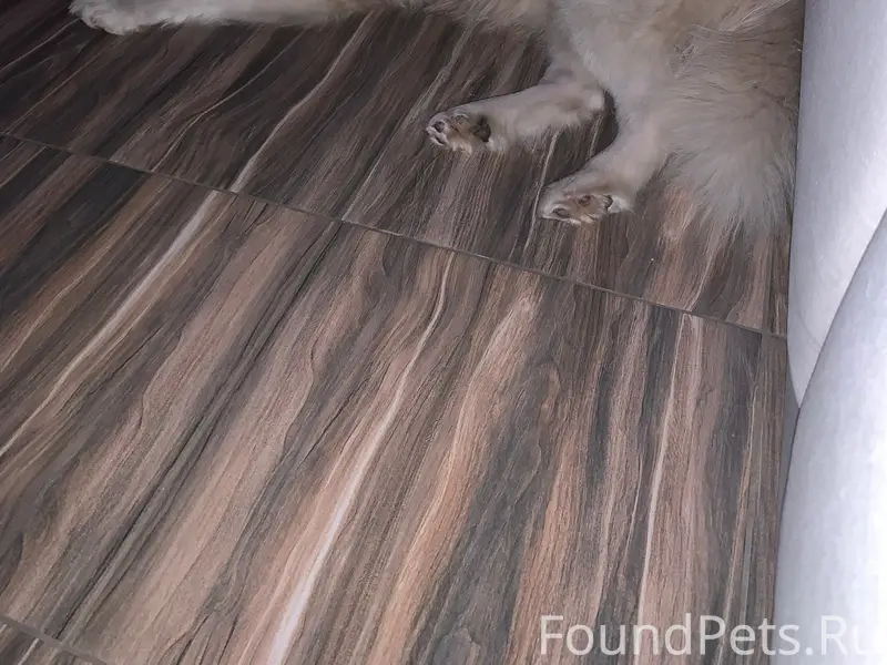 Пропала собака, Южный Падун