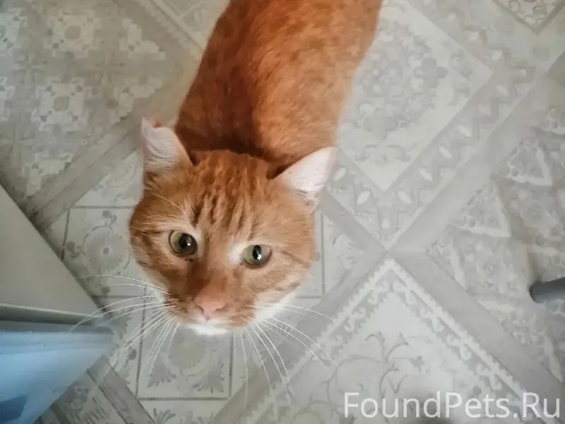 Найден кот, Веденеева 81