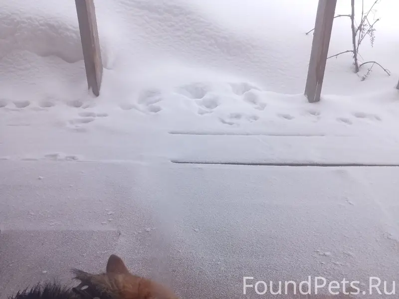 Найден пёс, город, частный сектор