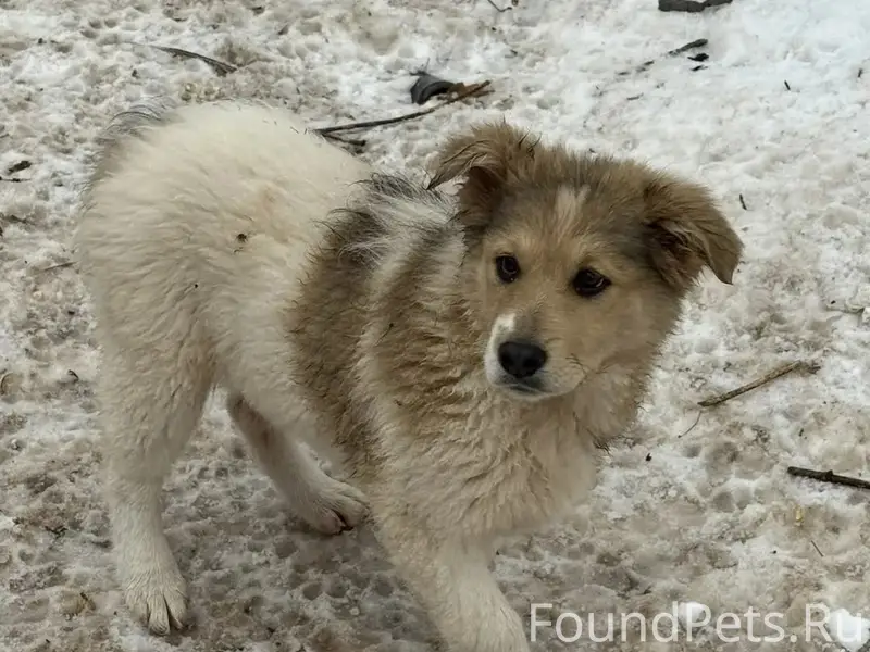 Пропала щенок девочка, Лучка