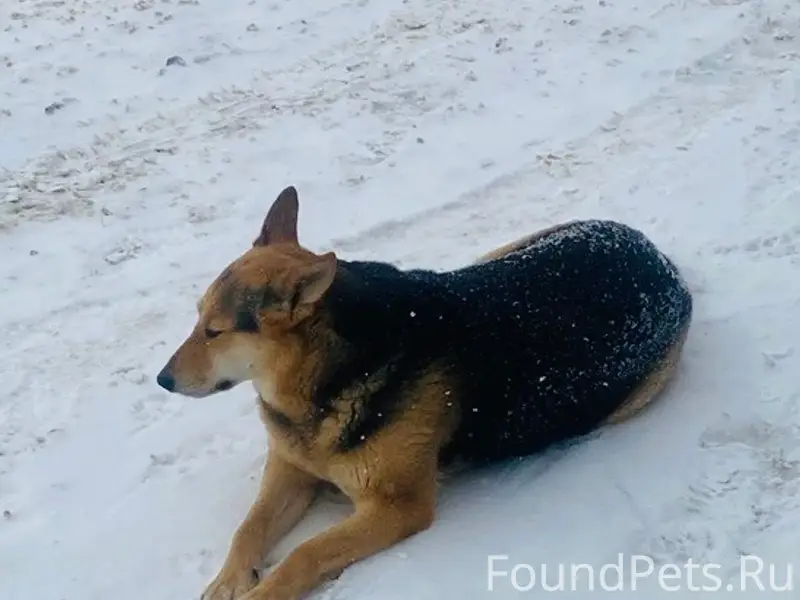 Пропала собака, место последнего вида — Никитский монастырь