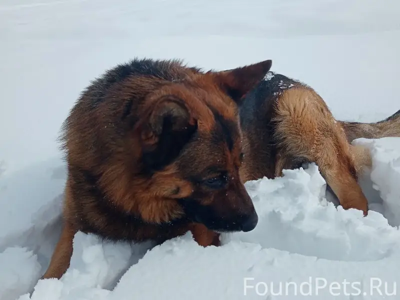Пропал пес, с. Екимовичи