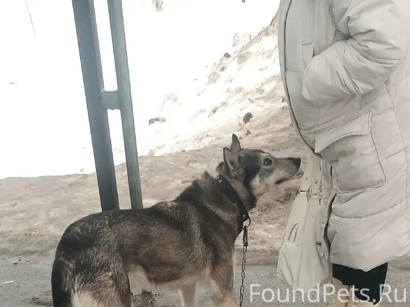 Пропал пёс Рекс, Панковка