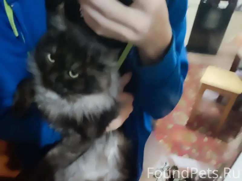 Пропал кот Бонапарт, набережная в старом городе