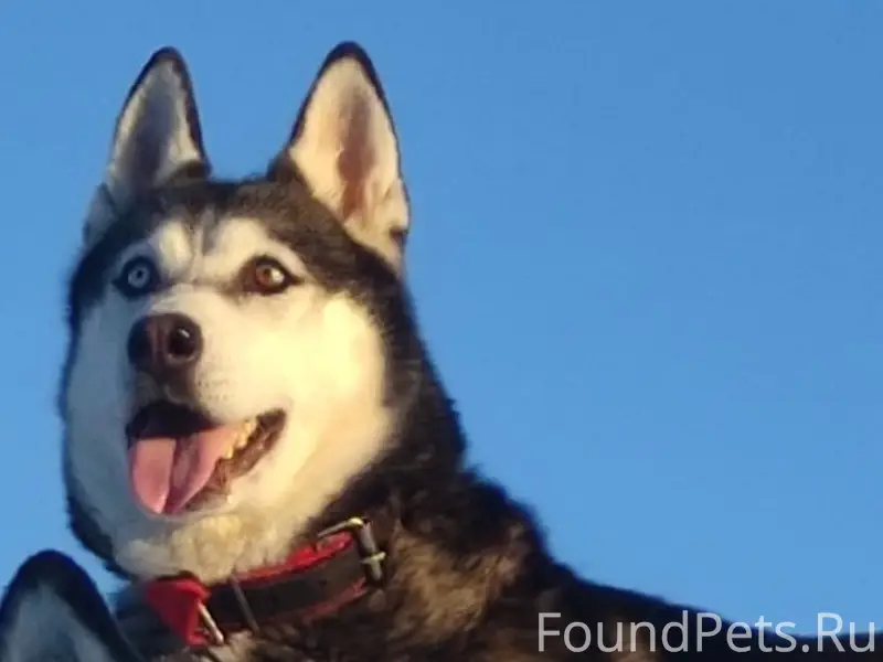 Пропала хаски Алиса, пос. Ставрово