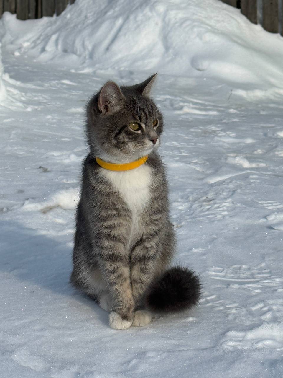 Пропал серо-белый котёнок с жёлтым ошейником, Кооперативная/Школьная