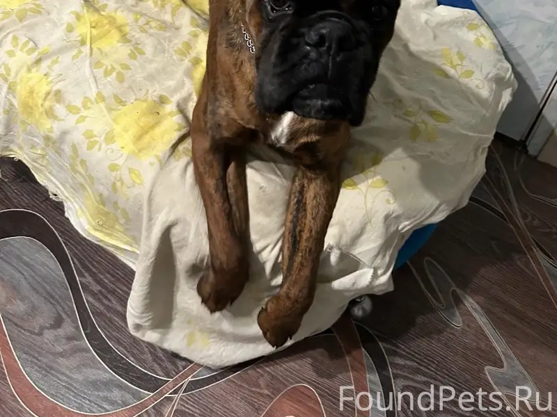 Пропал овчарка Ройс, Чуварлеи