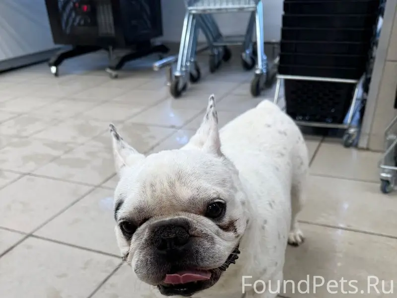 Найден пёс, район неизвестен